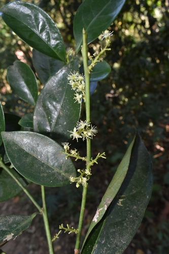 Citronella paniculata