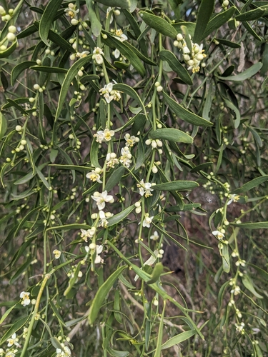 Citrus glauca