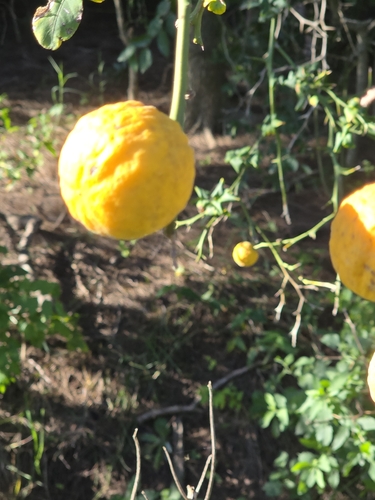 Citrus junos