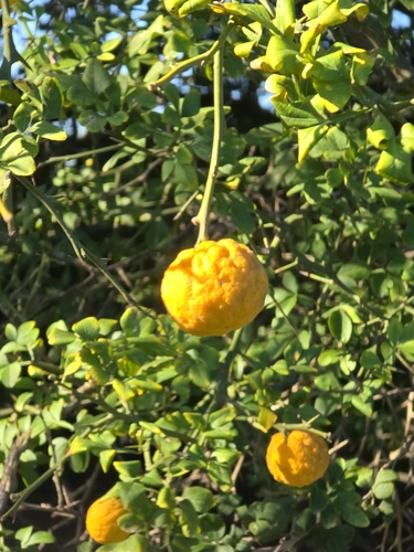 Citrus junos