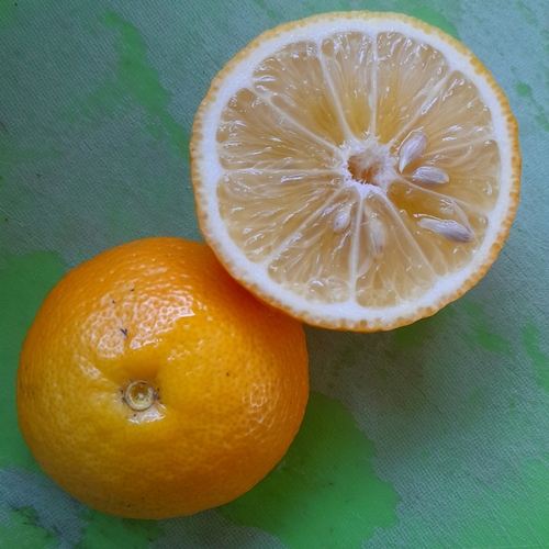 Citrus limonia