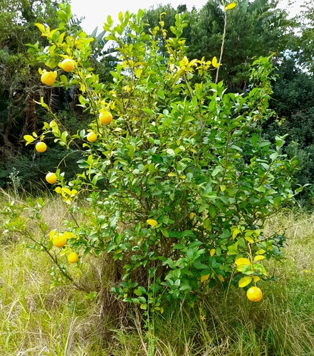 Citrus limonia