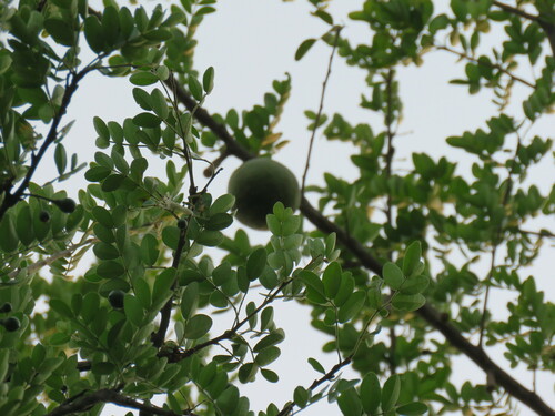 Citrus lucida