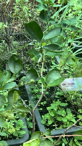 Citrus macroptera