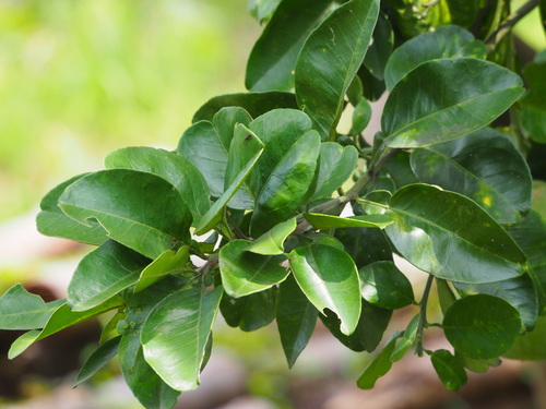 Citrus maxima
