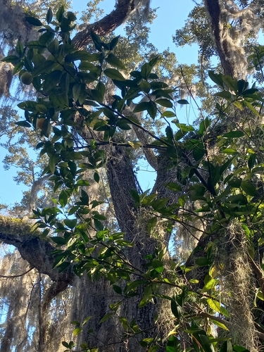Citrus sinensis