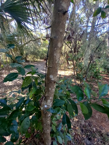 Citrus sinensis