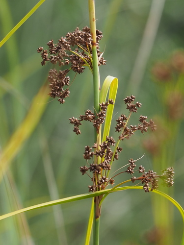 Cladium mariscus subsp. jamaicense