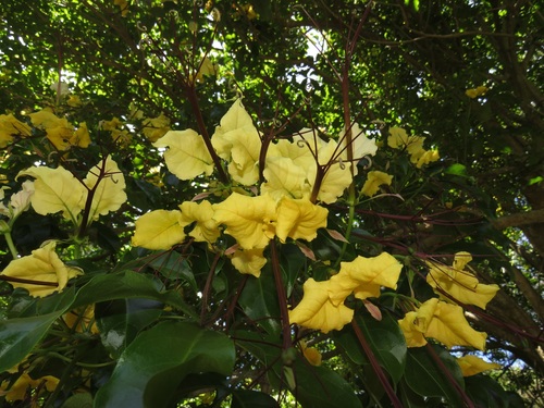 Cladostemon kirkii