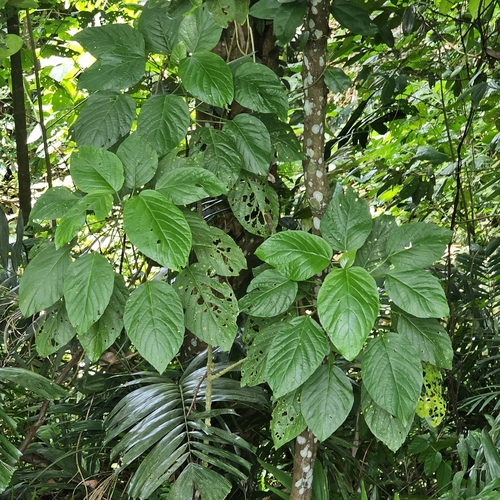 Claoxylon indicum
