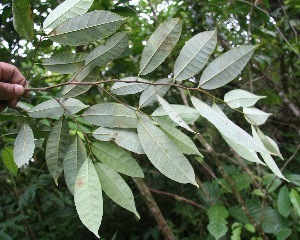Clarisia biflora