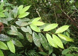 Clarisia biflora