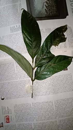 Clathrotropis macrocarpa