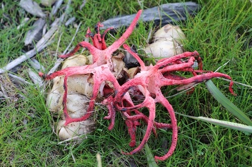 Clathrus archeri