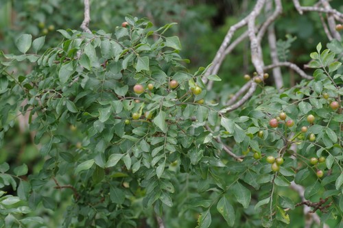 Clausena dentata