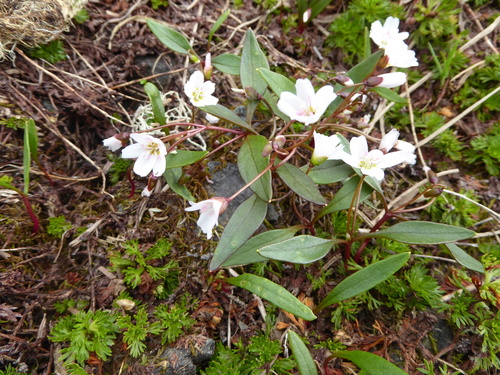 Claytonia multiscapa