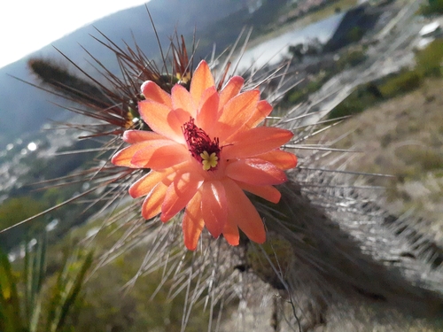Cleistocactus sepium