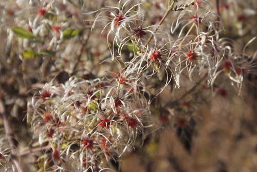 Clematis brachiata