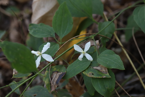 Clematis brachyura