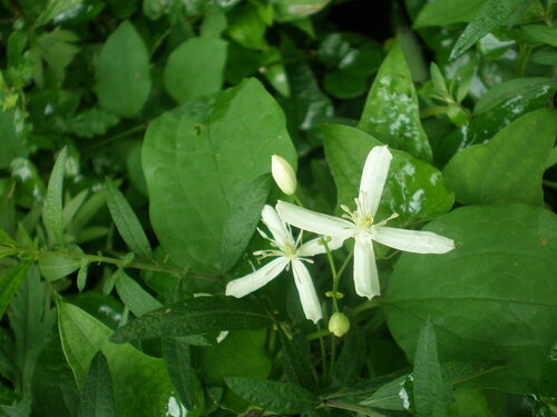 Clematis brachyura