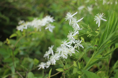 Clematis chinensis