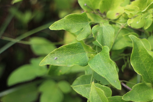 Clematis chinensis