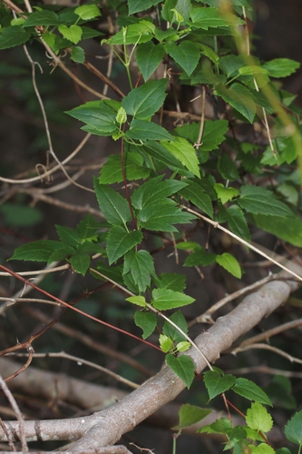 Clematis cirrhosa