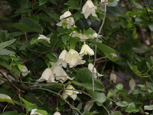 Clematis cirrhosa