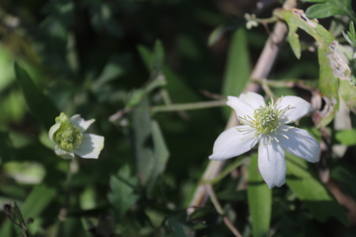 Clematis hexapetala