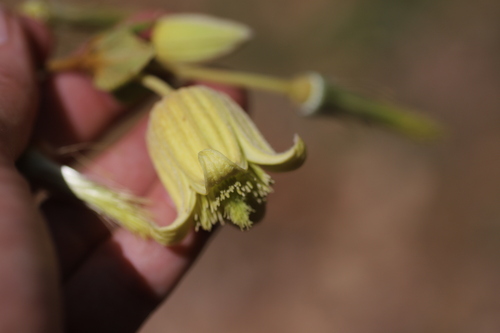 Clematis longicauda