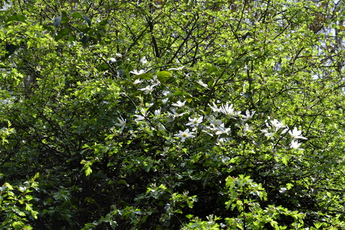 Clematis paniculata