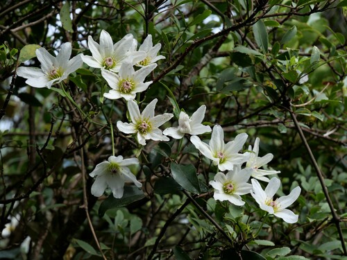 Clematis paniculata