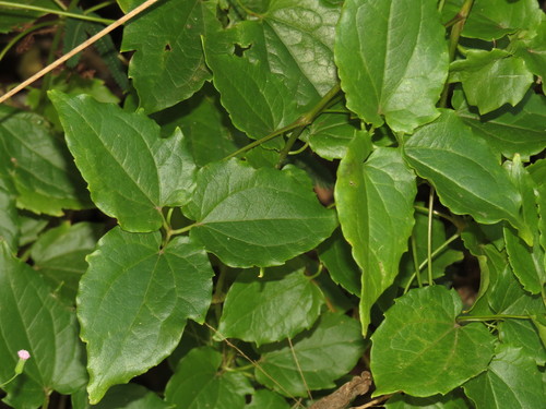 Clematis pickeringii