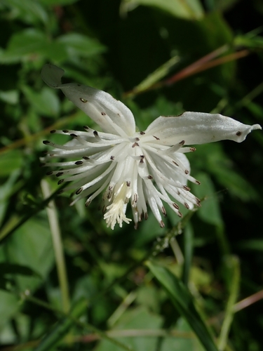 Clematis pierotii