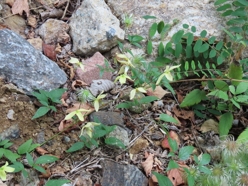 Clematis serratifolia