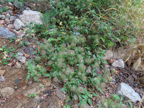 Clematis serratifolia
