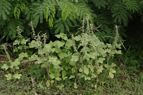 Cleome gynandra