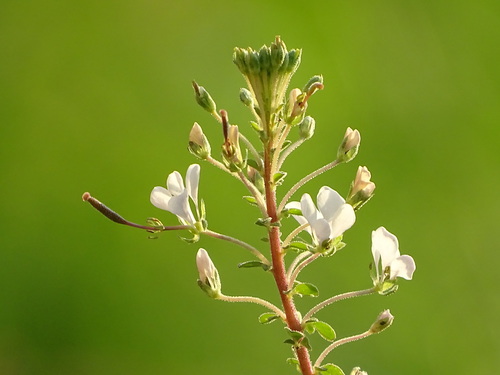 Cleomaceae