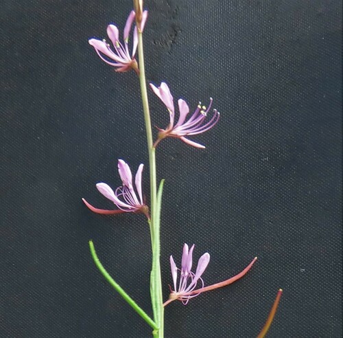Cleome macrophylla