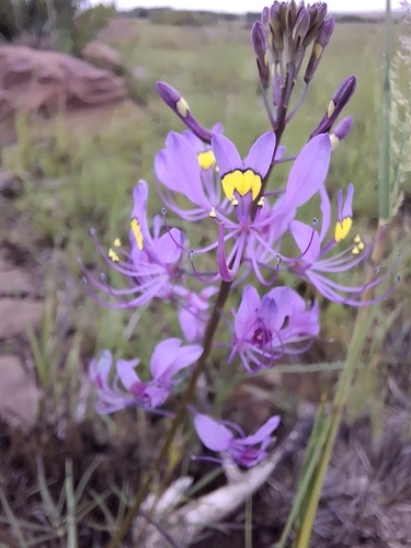 Cleome maculata