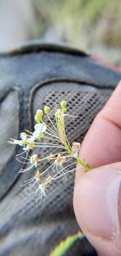 Cleome ornithopodioides