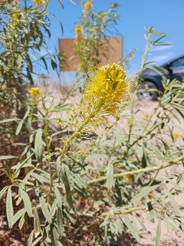Cleome refracta