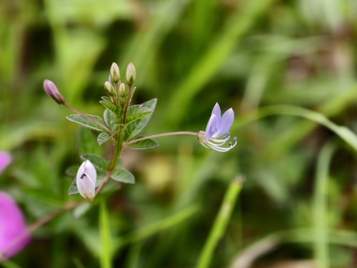 Cleome rutidosperma