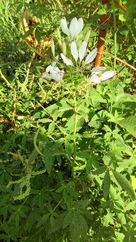 Cleome spinosa