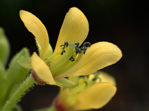 Cleome viscosa