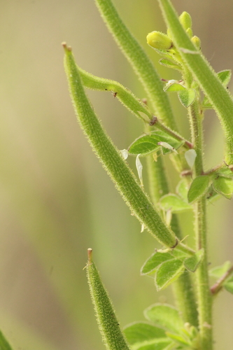 Cleome viscosa
