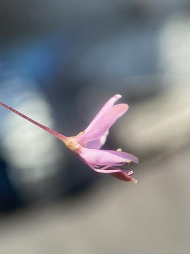 Cleomella multicaulis