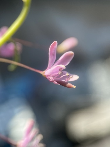 Cleomella multicaulis