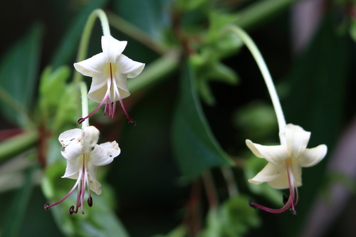 Clerodendrum indicum