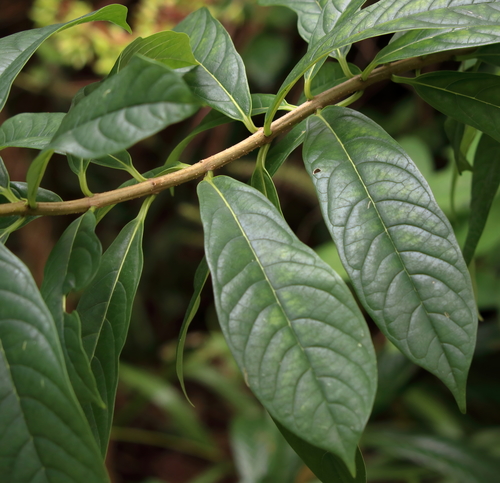 Clerodendrum indicum